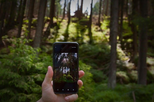 forest-4411637_640