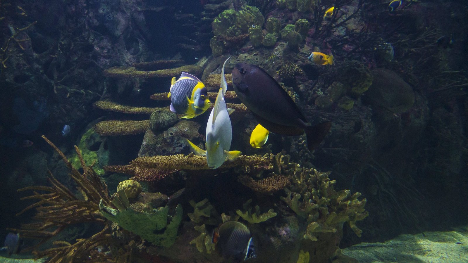 Oceanogràfic de Valence – Image 3