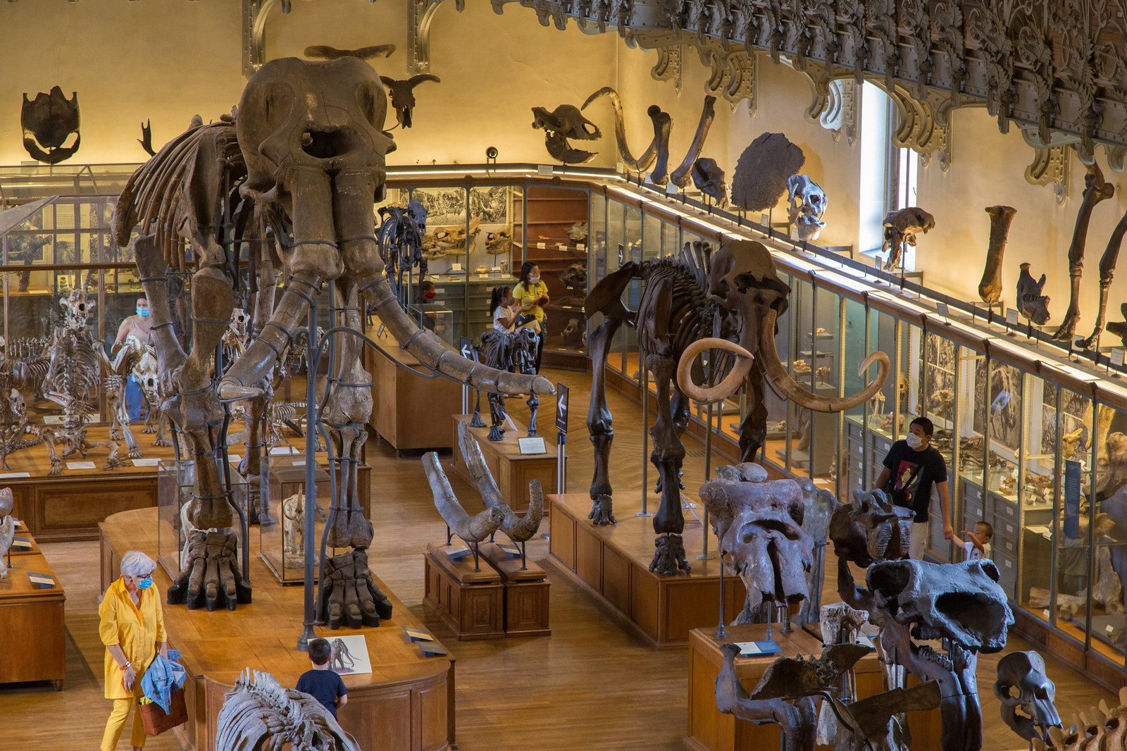 Museum d'histoire naturelle – Image 3