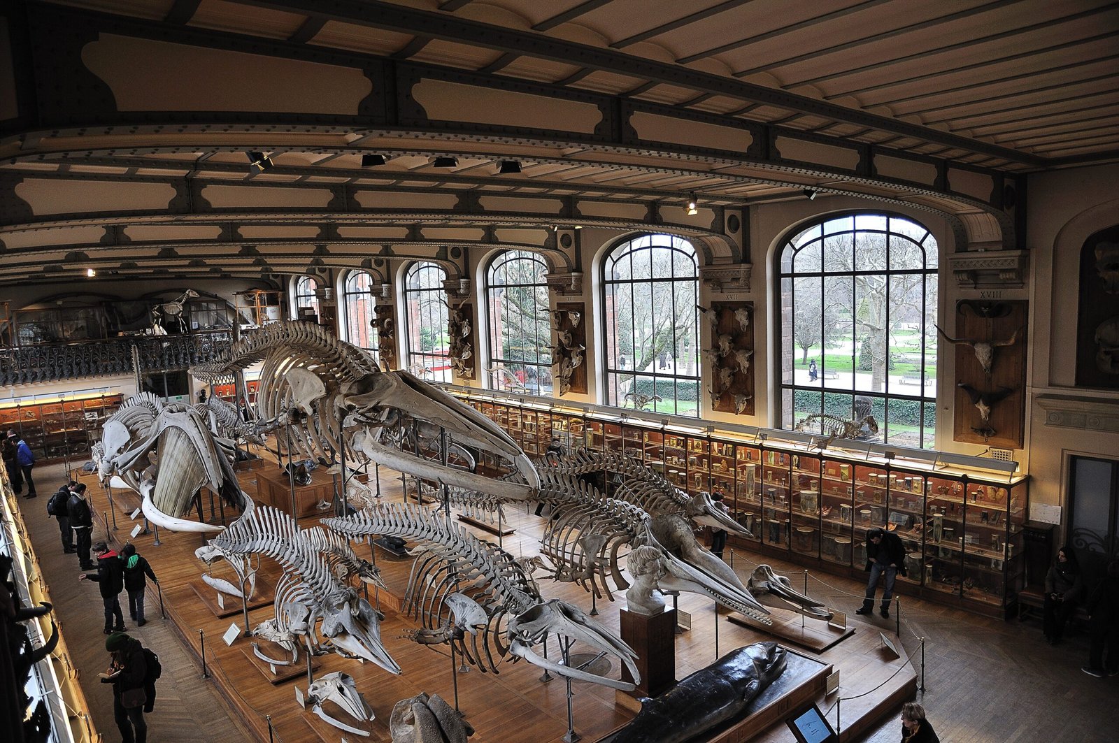 Museum d'histoire naturelle – Image 2