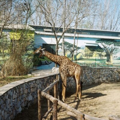 Zoo de Beauval